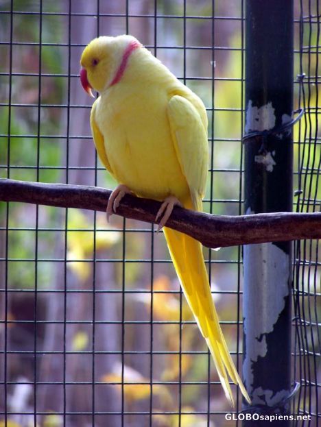 Postcard Rose Ringed Parakeet,Ardasta Garden & Conservation