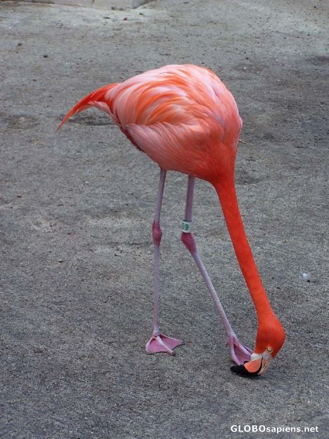 Postcard Caribbean flamingo, Ardastra conservation center