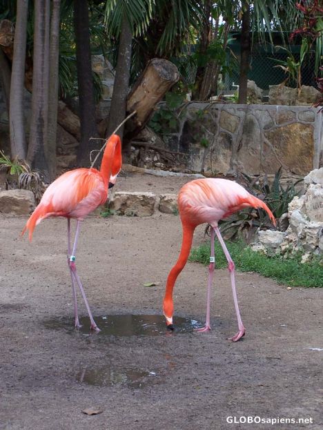 Postcard Endangered Species, the Caribbean Flamingo
