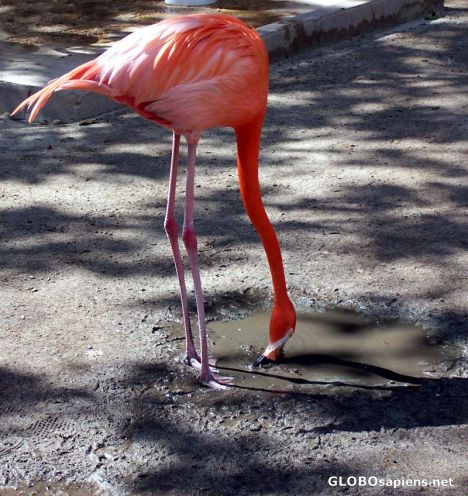 Postcard The Caribbean Flamingo prepares to march