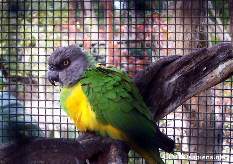 Postcard The Senegal Parrot