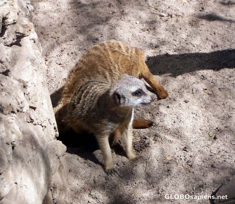Postcard Slender-tailed Meerkat