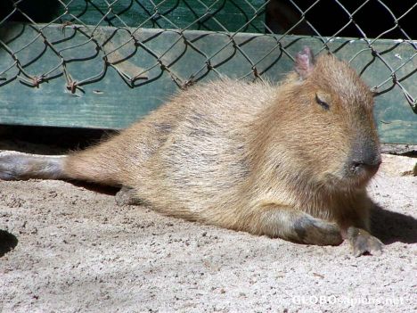Postcard Capybaras