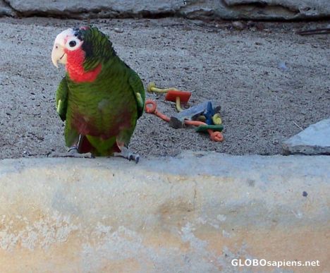 Postcard Cuban Amazon Parrot