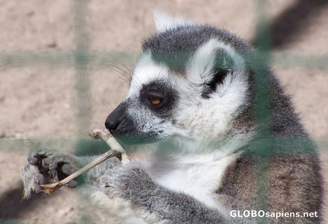 Postcard lemur catta