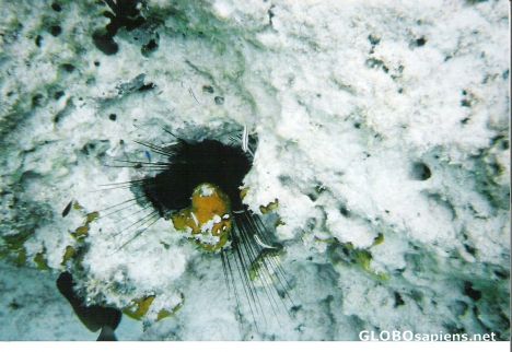 Postcard Spiny sea urchin