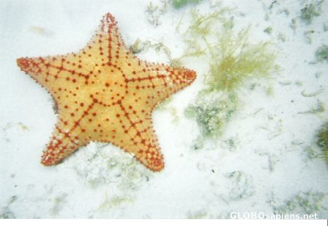 Postcard Huge starfish