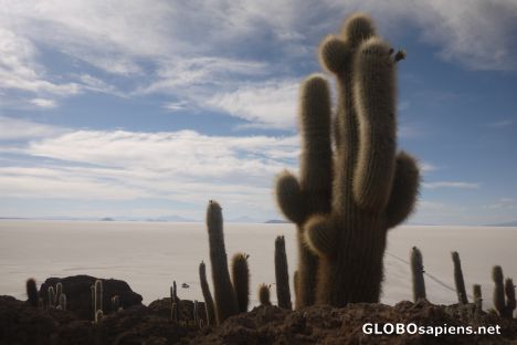 Postcard Bolivian Salt Flats