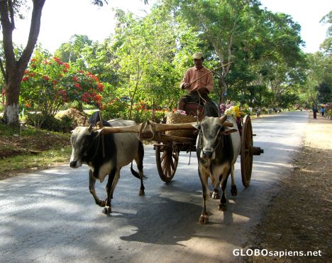 Postcard An Ox Cart on the Outskirts of Mandalay