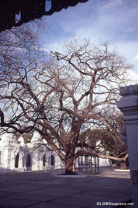 Postcard Kuthodaw Pagoda, A Tree