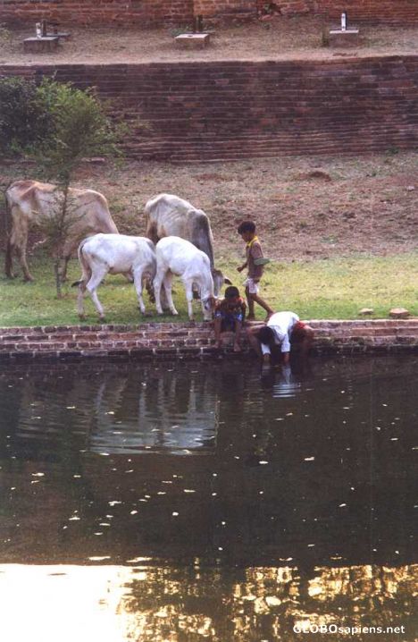 Postcard Kids and cattle at Pagan moat