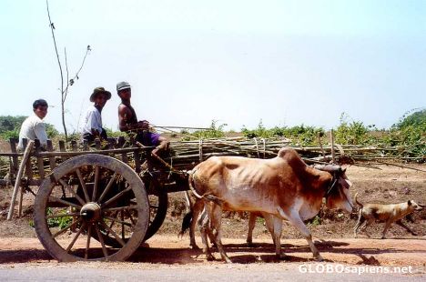 Postcard Ox Cart on the Road to Kyauktan