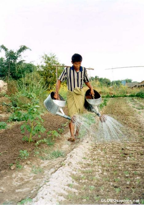 Postcard Villager tending his field outside Rangoon