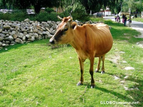 Postcard Swiss Cow?
