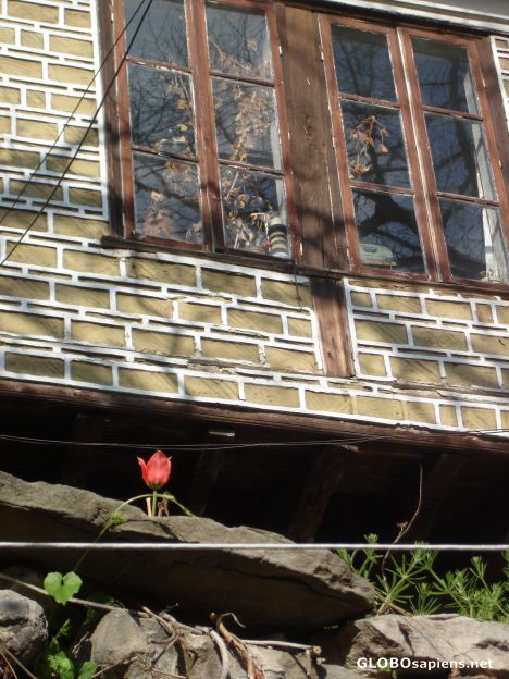 Postcard Tulip under the window