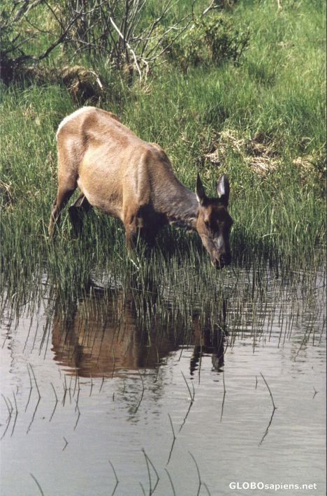 Postcard Elk grazing with Reflection