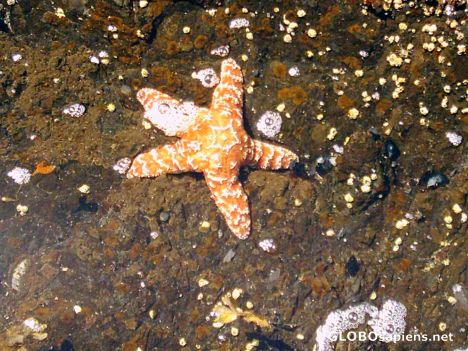 Postcard Starfish Wild Pacific Trail