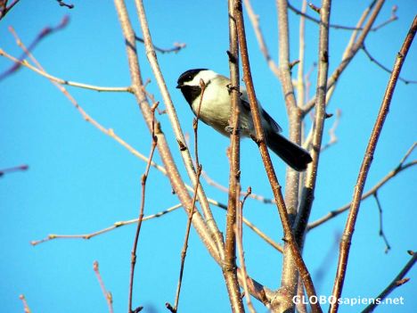 Postcard White throated sparrow. Bathurst, Canada