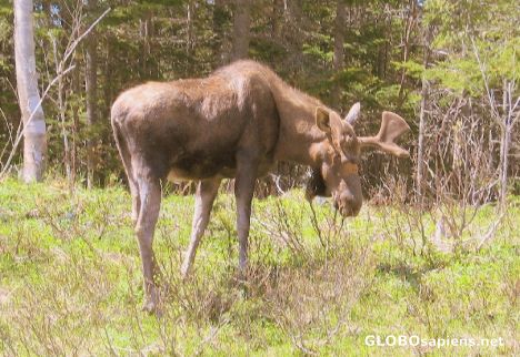 Postcard Gros Morne National Park - Moose Nr. 1