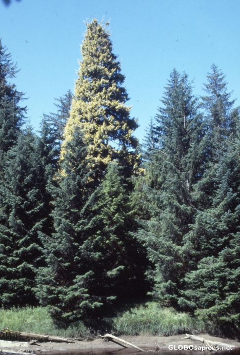 Postcard The Golden Spruce