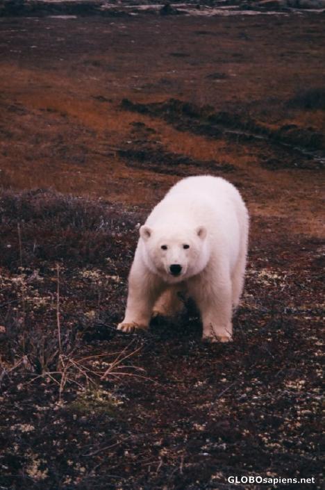 Postcard polar bear Churchill manitoba