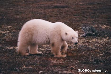 Postcard polar bear Churchill manitoba