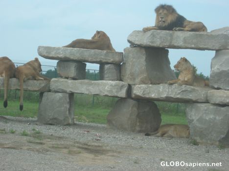 Postcard Lions in Safari African