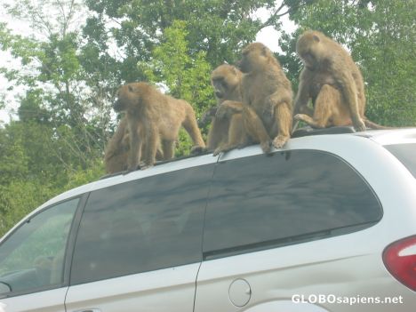 Postcard Monkeys in Safari African in Canada