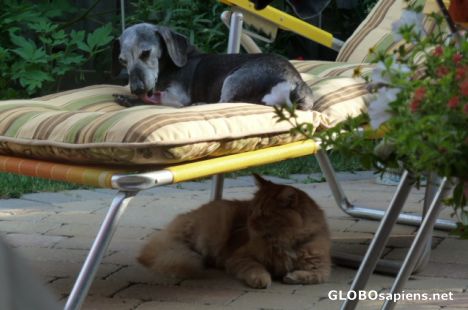 Postcard Cat - Philip and dog - Jeremmy