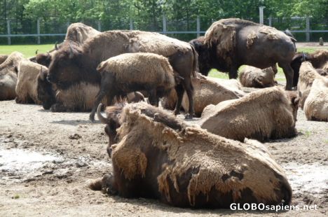Postcard Buffalo Bisons