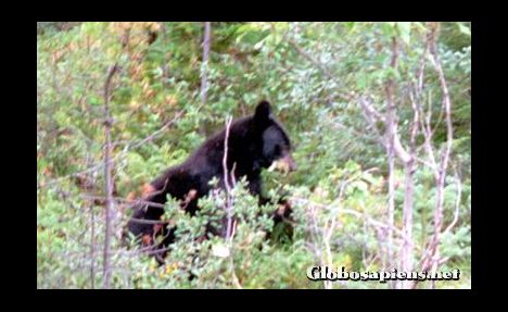 Postcard Bear in the woods eating berries