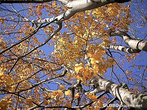 Postcard Autumn leaves near Stanley Park