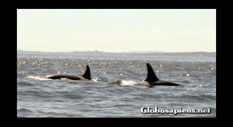 Postcard Killer whales at the coast of Vancouver Island