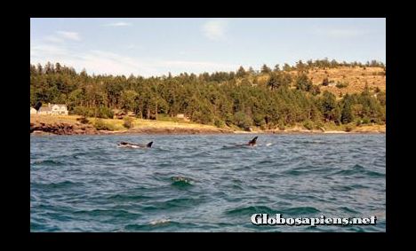 Postcard Killer whales at the coast of Vancouver Island