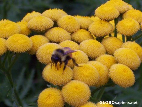 Postcard Bee on flowers