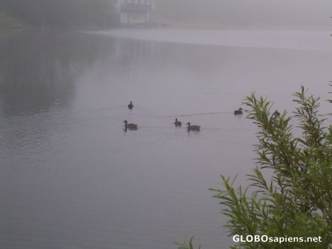Postcard Ducks in the fog