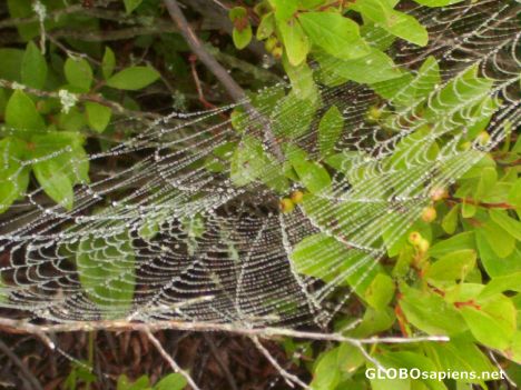 Postcard Spider web and rain drops