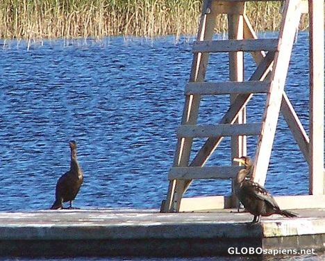 Postcard Bird relaxing on the river by Gagetown town center