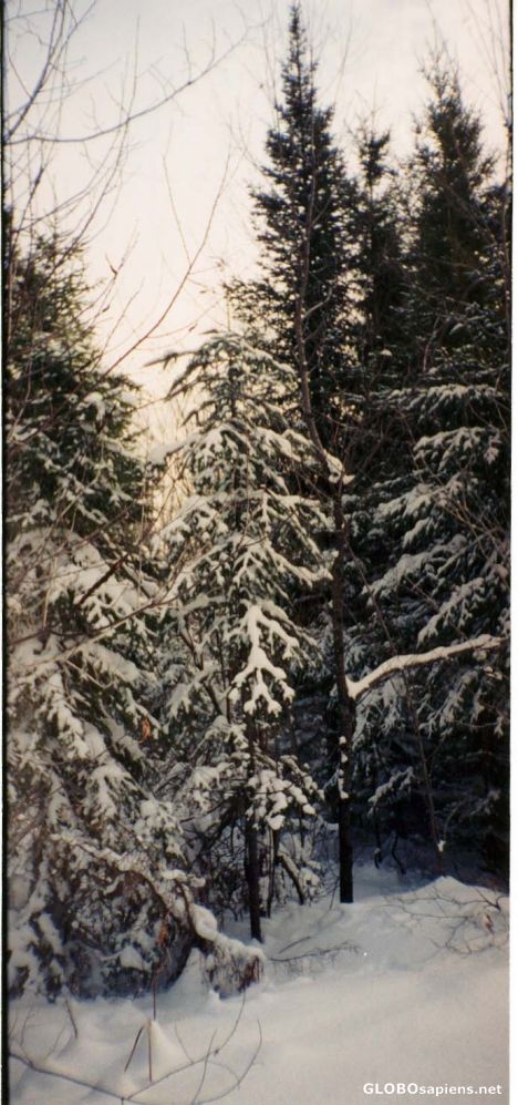 Postcard Winter by Bathurst, NB