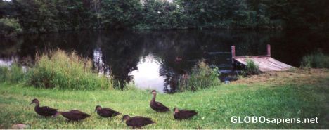 Postcard Ducks in Allardville, NB