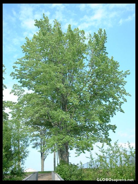 Postcard Big tree