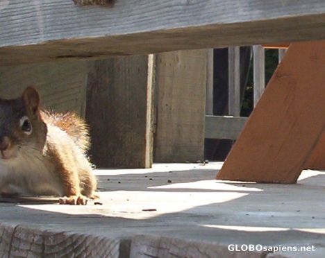 Postcard Curious Squirrel