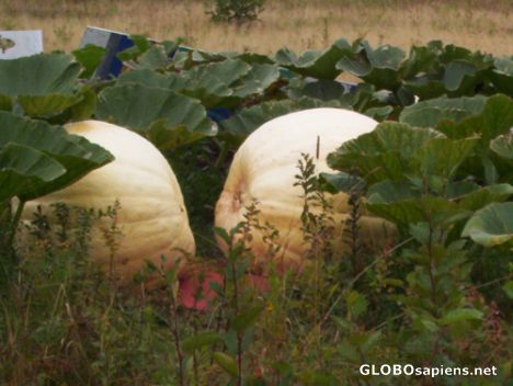 Postcard Field of Giant White Punkins