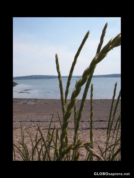Postcard Wheat by beach, Irving Nature Park, St John, NB