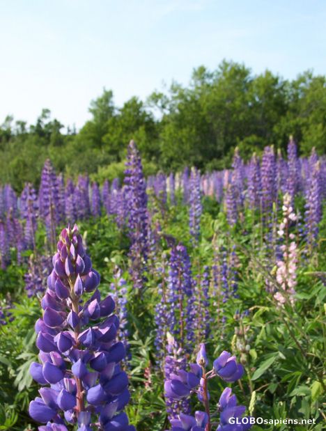 Postcard Wild Flowers, Irving Nature Park, Saint John, NB