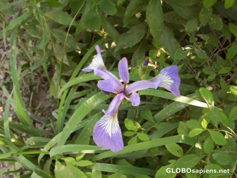 Postcard Purple violets, the New Brunswick official Flora