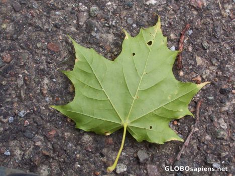 Postcard Maple leaf, Typical Canadian Symbol