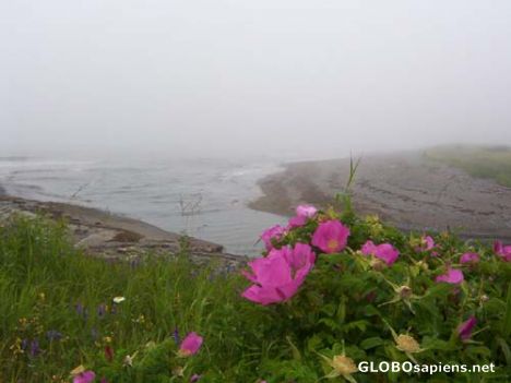 Postcard Wild roses by the beach on foggy day, Saint John