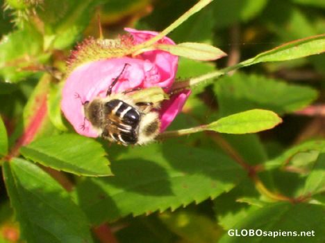 Postcard Bee on a wild rose