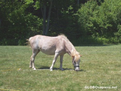 Postcard Pony, Saint John, NB